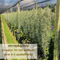 เคราฤาษี หนวดฤาษี ขายส่งจากสวน Spanish moss ไม้ฟอกอากาศกรองฝุ่น pm 2.5 ไม้ประดับทรงห้อยระย้าสำหรับตกแต่งสวน