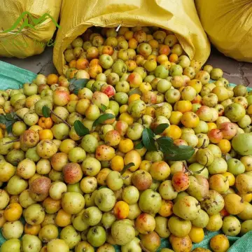 Các loại táo mèo Tươi và khô Các loại táo mèo Tươi và khô