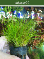 Hair grass mini หญ้าแฮร์กลาสมินิ ต้นไม้น้ำ(พร้อมปลูก)(ต้นไม้น้ำ )