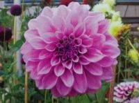 1 หัว/ออเดอร์ รักเร่ Dahlia Bulb สายพันธุ์ Cosmo Polly หัวรักเร่ ดอกไม้ หัวหน่อ นำเข้า เหง้า เนเธอร์แลน หัวสดใหม่