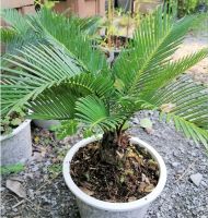 (ต้นไม้จริง) ต้นปรงญี่ปุ่นแคระ japanese sako palm ไม้ประดับไม้ประกวด ขนาดกระถาง 6 นิ้ว