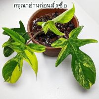 โปรแรง ️อ่านก่อนสั่ง️เนื้อเยื่อก้ามกุ้งแม่พันธ์ุด่าง เก็บเงินปลายทาง