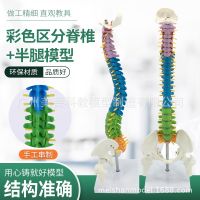 45 cm color model of the human body vertebra with pelvic femoral coccyx spinal bone matrix model of vertical