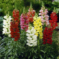 Mixed Snapdragon Flower (1000seeds)ดอกสแนปดราก้อน คละสี(1000เมล็ด)