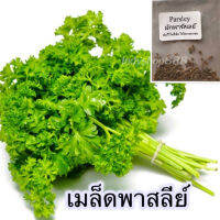 เมล็ด Parsley พาสลีย์ 50 เมล็ด