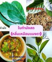 ใบทำมังสด (กลิ่นเหมือนแมงดา)ใช้ประกอบอาหารได้ทั้งใบ 1ชุดมี 30ใบ