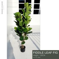 Artificial Fiddle Leaf Fig 130 cm - ต้นไทรใบสักเสมือนจริง สูง130ซม. ต้นไม้ปลอมสวย เกรดพรีเมี่ยมเพื่อการตกแต่ง ต้นไม้ใหญ่ ต้นไม้แต่งบ้าน มาดามขจี Madam Khajee