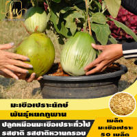 50 เมล็ด เมล็ดพันธุ์ มะเขือเปราะยักษ์ พันธุ์หยกภูพาน Yok Poo Pan Giant Eggplant Seed