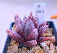 Haworthia leigtonii IB 13750 ‘luminis’ A030