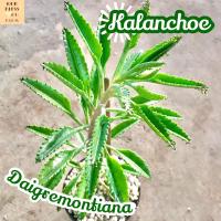 [เศรษฐีล้านๆ ใหญ่] Kalanchoe Daigremontiana ส่งพร้อมกระถาง แคคตัส Cactus Succulent Haworthia Euphorbia ไม้หายาก พืชอวบน้ำ ไม้หนาม ไม้ทะเลทราย กระบองเพชร