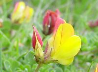 500 เมล็ด/ชุด เมล็ดพันธุ์ Lotus corniculatus birds foot trefoi