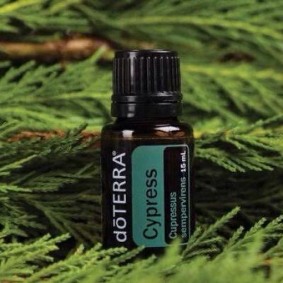 Cypress Essential Oil  Cupressus essential oil  Fresh and woody, Cypress is o used in spas for its refreshing aroma