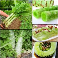 ปลูกง่าย ปลูกได้ทั่วไทย ของแท้ 100% 200PCS Authentic Asparagus Lettuce Seeds Organic Vegetable Plants Seeds เต็มไปด้วยคุณค่าทางโภชนาการ เมล็ดพันธุ์ผัก ผักสวนครัว，vegetable Seeds for Gardening เมล็ด คุณภาพดี ราคาถูก