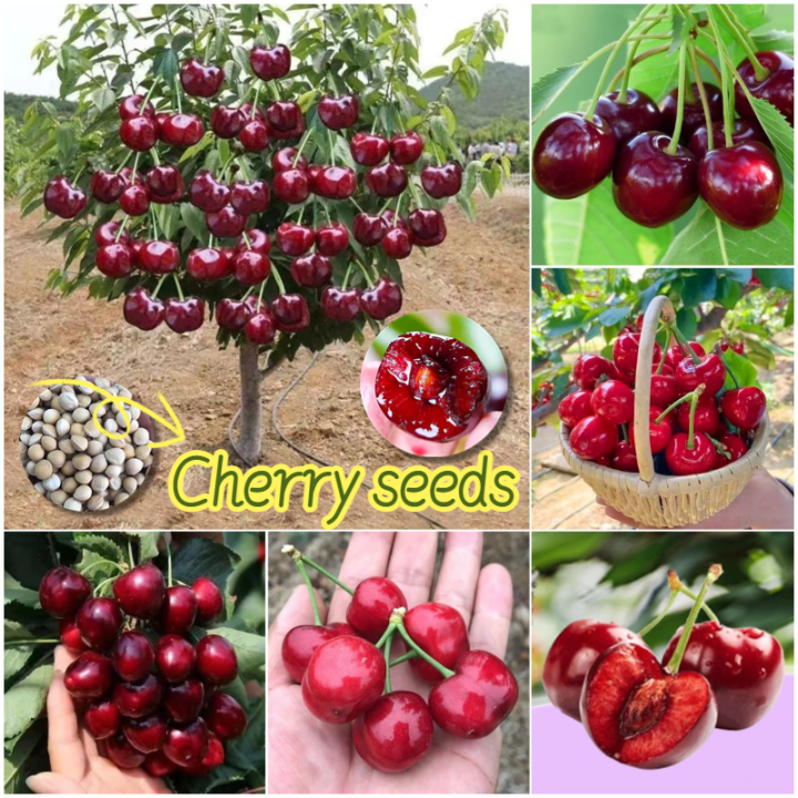 [100% Original Seed] Sweet Cherry Seeds for Planting (20pcs seeds ...