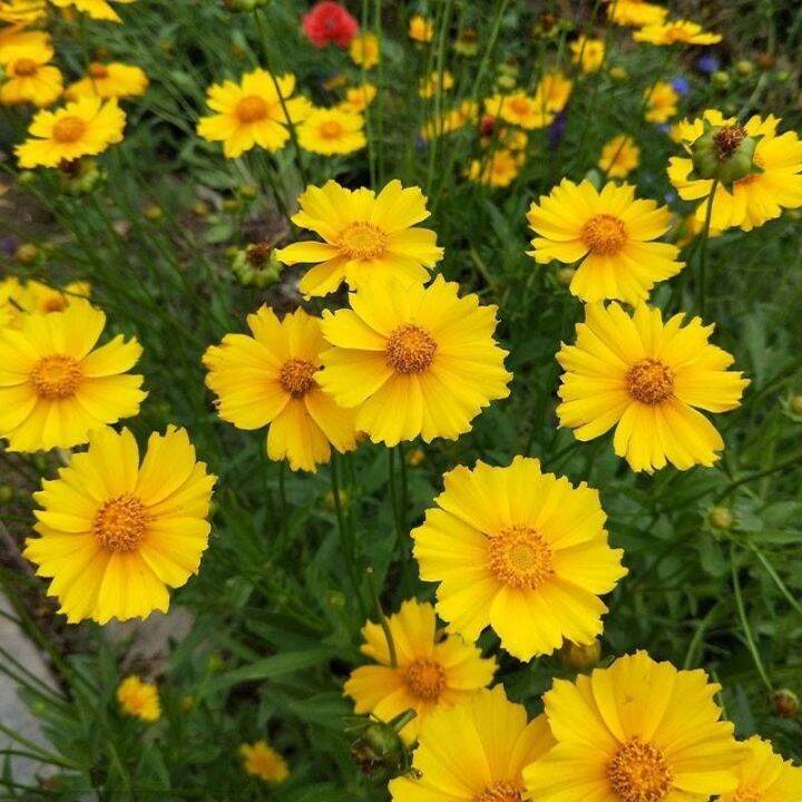 Benih Bunga Krisan Kekwa Coreopsis Grandiflora Flower Seed | Lazada PH