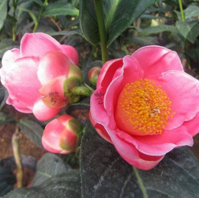 ต้น คาเมเลีย เวียดนาม Vietnamese Camellia ดอกสีชมพู หายาก