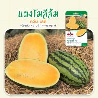 ใหม่! แตงโม ควีน เลดี้ แตงโมสีส้ม หวานฉ่ำ เนื้อแน่น เมล็ดพันธุ์แตงโม ศรแดง