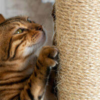 1 ม้วน Diy Sisal Rope Diy Cat Scratcher เชือกแมวรอยขีดข่วนโพสต์เชือกปั่น