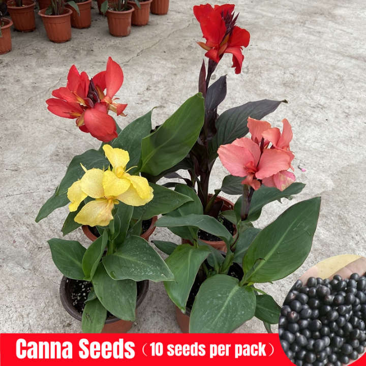 Canna Lily Flower Seeds for Sale Pachira Dwarf Canna Seeds Tropical Mix