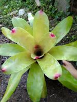 สับปะรดสี (Bromeliad) ไม้ประดับ ไม้ทนเเล้ง ปลูกง่าย ปลูกได้ทั้งพื้นที่แคบ กระถาง8นิ้ว