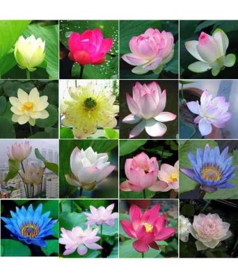 8 เมล็ด คละสี เมล็ดบัว บัวญี่ปุ่น บัวญี่ปุ่นแคระ เมล็ดเล็ก ดอกดกทั้งปี ของแท้ 100% Lotus Waterlily seeds มีคู่มีวิธีปลูก รหัส 001