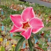 10 เมล็ด เมล็ดพันธุ์ Bonsai ชวนชม สายพันธุ์ไต้หวัน สีชมพู Adenium Seed กุหลาบทะเลทราย Desert Rose ราชินีบอนไซ มีคู่มือปลูก นำเข้าจากไต้หวัน