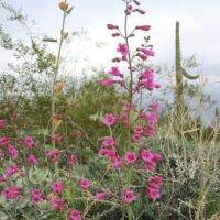 เมล็ดพันธุ์ Bonsai Seeds เพนสตีมอน penstemon gentianoides beardtongue 200 เมล็ด เมล็ดพันธุ์ Bonsai Seedsนำเข้าจาก อังกฤษ