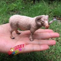 Monkey Toys - โมเดลสัตว์ Sheep แกะ ขนาด 9.00 CM (จากหาดใหญ่)