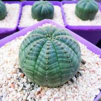 กระบองเพชร ยูโฟเบีย โอเบซ่า (Euphorbia obesa) ขนาด 3-3.5 cm.