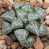 (xuejs)Haworthia Yuki Keshiki/ ฮาโวเทีย ยูกิ เคชิก กุหลาบหินนำเข้า ไม้อวบน้ำ Succulents (ไลทอป Lithops แคคตัส cactus)