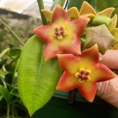 20 เมล็ดพันธุ์ โฮย่า กล้วยไม้โฮย่า สกุลนมตำเลีย (Hoya) มีดอกหอม ให้ดอกตลอดปี ชอบแสงแดดครึ่งวัน อากาศถ่ายเท อัตราการงอก 80-85%.