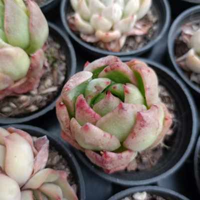 พร้อมส่ง กุหลาบหิน HYBRID ไม้อวบน้ำ ไฮบริด สายพันธุ์ใหม่ๆ กระถาง 5 cm succulent echeveria haworthia lithop Cactus