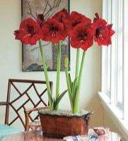 1 หัวว่าน ว่านสี่ทิศฮอลแลนด์ Amaryllis Royal Velvet 18-24 ซม สินค้านำเข้า แช่เย็นแล้ว หัวขนาดใหญ่ สินค้าจำนวนจำกัด