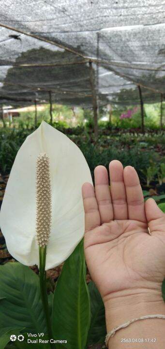 ต้นเดหลีใหญ่-peace-lily-กระถาง11นิ้ว-nbsp-เป็นไม้มงคลที่ช่วยส่งเสริมให้ผู้ปลูกมีอายุมั่นขวัญยืน-และนำโชคลาภมาให้