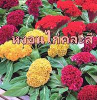 หงอนไก่ เมล็ดพันธุ์ดอกหงอนไก่คละสี Cockscomb Mix Colour Seed บรรจุ 50 เมล็ด 10 บาท