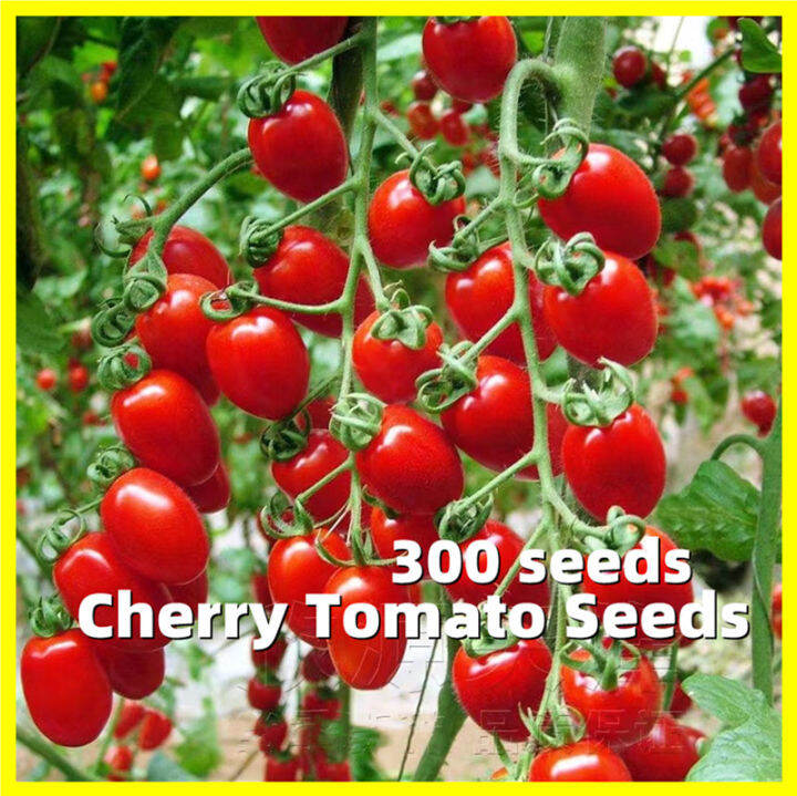 buy one get Sweet Cherry Tomato Seeds Speedy Variety Dwarf Tomato
