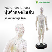 หุ่นจำลองจุดฝังเข็ม หุ่นแสดงตำแหน่งจุดฝังเข็ม ใช้เพื่อการศึกษา Acupuncture Model By Fangkhem