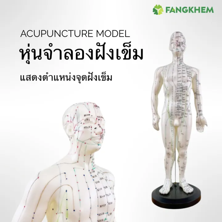 หุ่นจำลองจุดฝังเข็ม หุ่นแสดงตำแหน่งจุดฝังเข็ม ใช้เพื่อการศึกษา Acupuncture  Model By Fangkhem | Lazada.Co.Th
