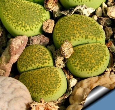 20 เมล็ด ไลทอป กระบองเพชร ไม้อวบน้ำ กุหลาบหิน แคคตัส Living Stones Lithops เมล็ดเพาะปลูก สายพันธุ์ terricolor ‘Speckled Gold’ C345A