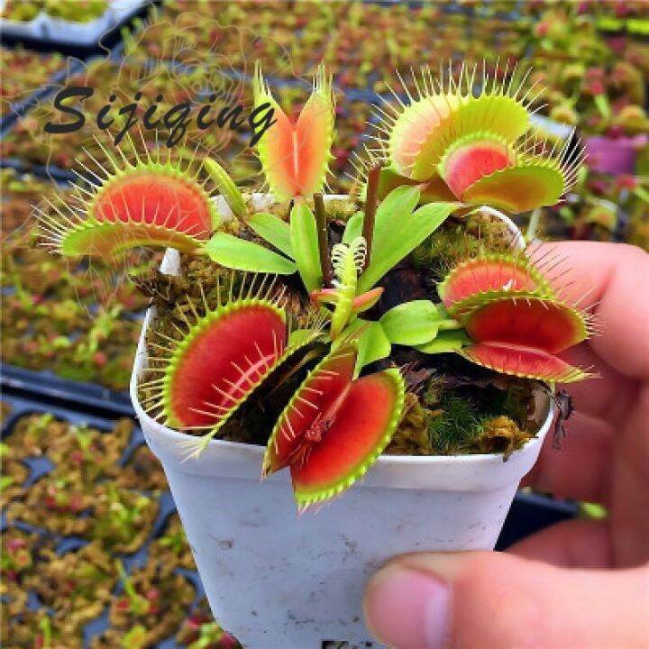 Good Quality Venus Flytrap Seeds Carnivorous Plants Seed Live Plants ...