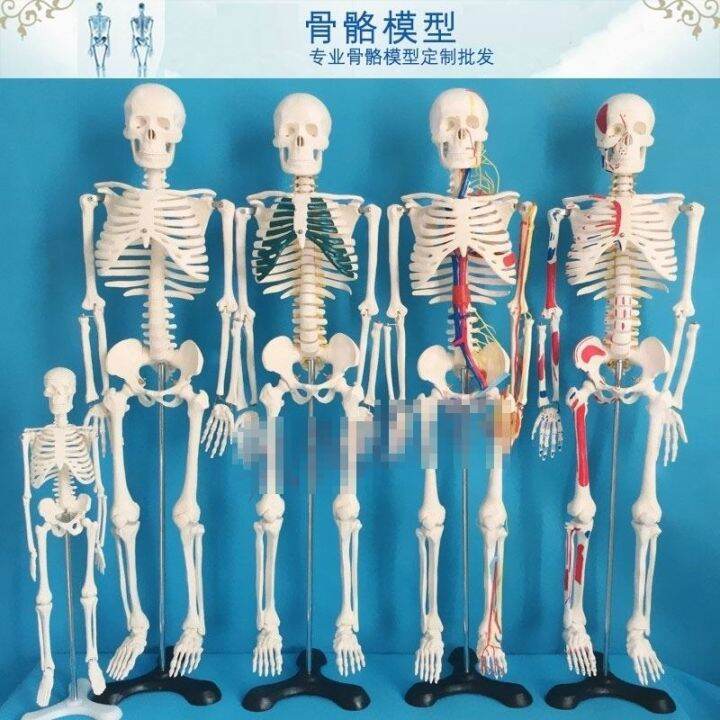 medical-human-skeleton-skeleton-model-small-45-85170-cm-medical-fine-arts-white-skeleton-teaching-yoga-body-ridge