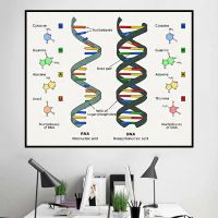 DNA และ RNA ของมนุษย์จี้แฟชั่นแนววิทยาศาสตร์ชีววิทยารหัสพันธุกรรมเคมีผ้าใบวาดภาพโปสเตอร์ภาพศิลปะพิมพ์บนผนังครูการตกแต่งบ้านหอพัก