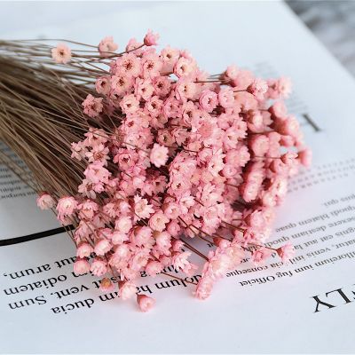 [AYIQ Flower Shop] ดอกไม้แห้งเล็กๆน้อยๆ Gypsophila เดซี่ช่อ DIY ตกแต่งบ้านแจกันการจัดดอกไม้ศิลปะ Deco ดอกไม้แห้งอุปกรณ์ถ่ายภาพ