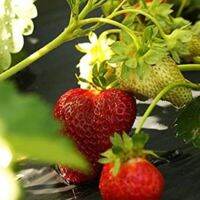 เมล็ดพันธุ์ Strawberry Seeds สายพันธุ์ Chandler 50 เมล็ด เมล็ดพันธุ์นำเข้าจาก ยุโรป