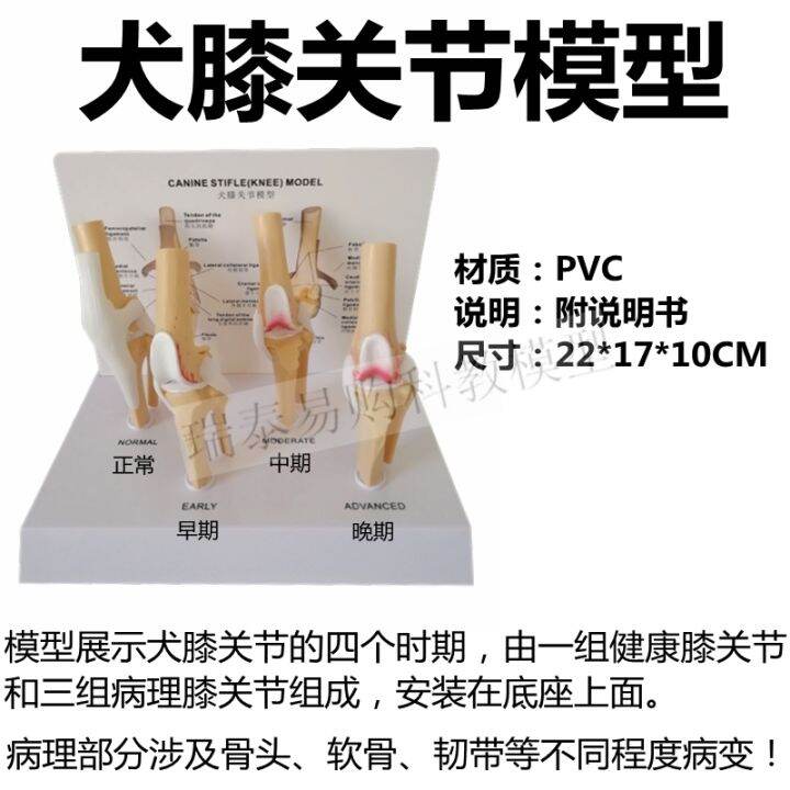 dog-knee-joint-model-simulation-bone-ligament-function-pathological-changes-of-pet-dog-ear-skin-heart-kidney