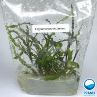 คริป Cryptocoryne Balansae เนื้อเยื่อ ต้นไม้น้ำ ตกแต่งตู้ปลา ***กรุณาอ่านรายละเอียดก่อนสั่งซื้อ***