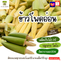 เมล็ดพันธุ์ข้าวโพดอ่อน 90 เมล็ด อัตราการงอก95% ปลูกง่าย โตไว(มีของแถมเป็นเมล็ดผักกวางตุ้งทุกออเดอร์)