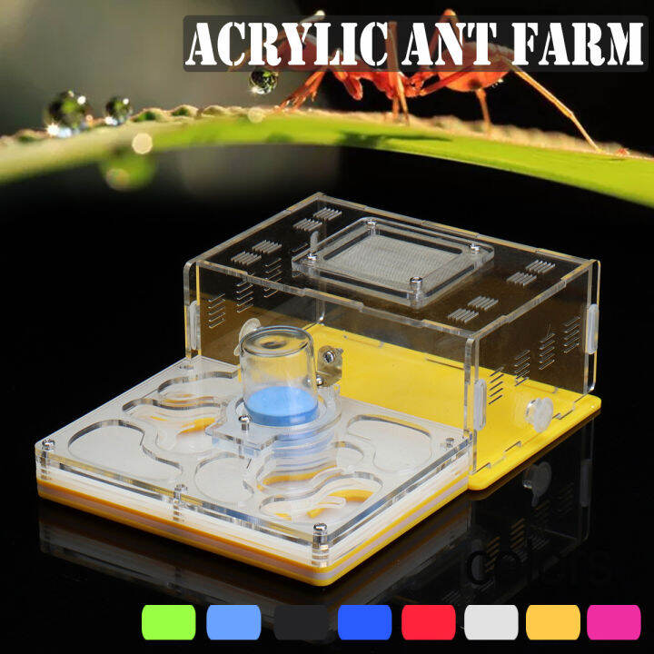 What Colour Are Ants Attracted To at Darrel Parr blog