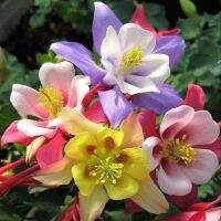 เมล็ดพันธุ์ โคลัมไบน์ aquilegia vulgaris var. stellata columbine barlow 50 เมล็ด เมล็ดพันธุ์นำเข้าจาก อังกฤษ