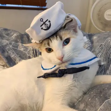 Dog in hot sale sailor suit